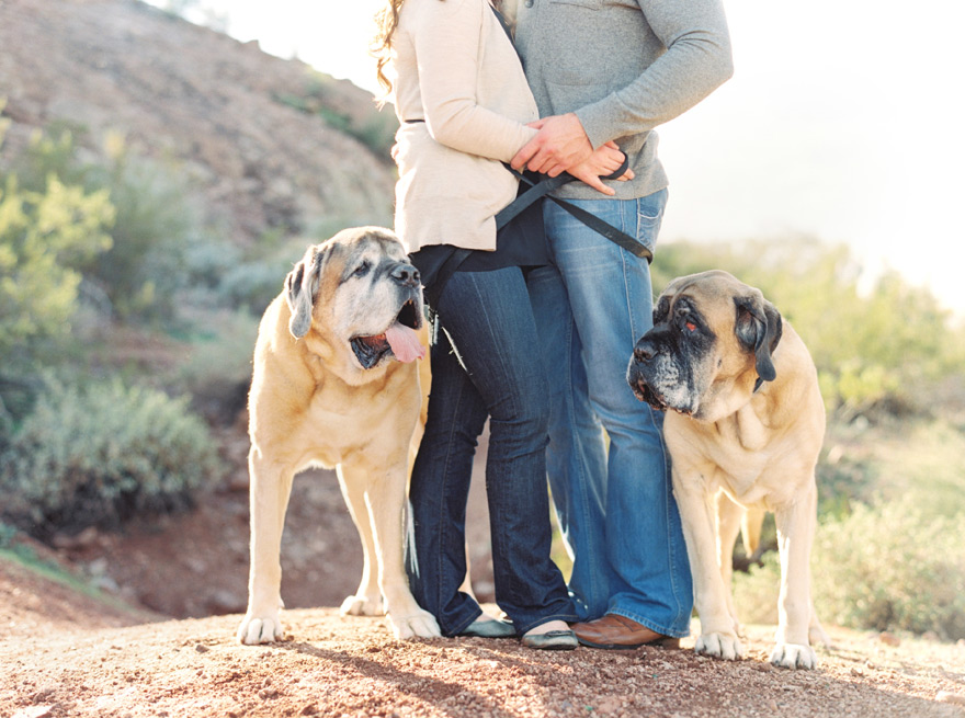 English Mastiffs tangle their owners in a romantic clinch. Dogs are family!