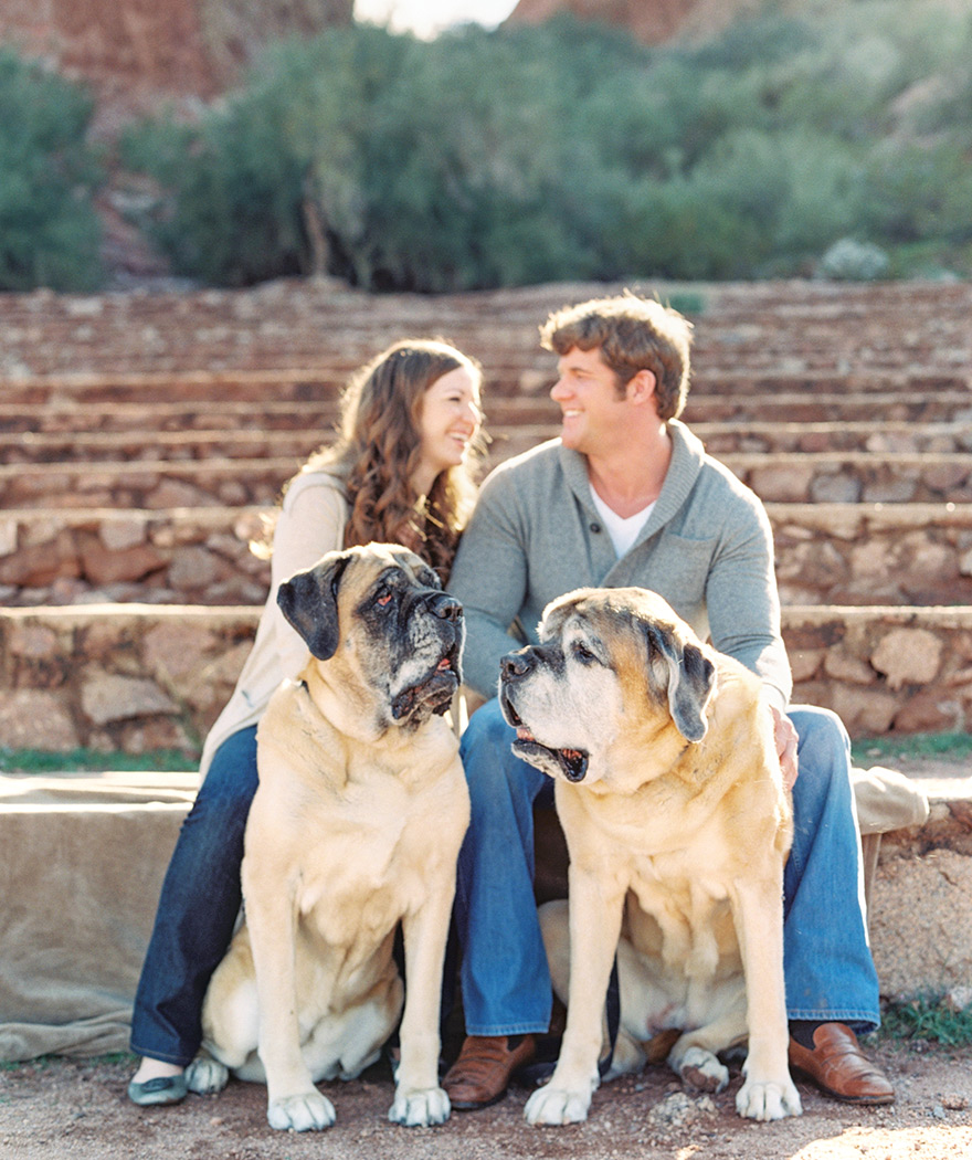 English Mastiffs enjoy the day with their happy owners. Outdoor engagement shoot.