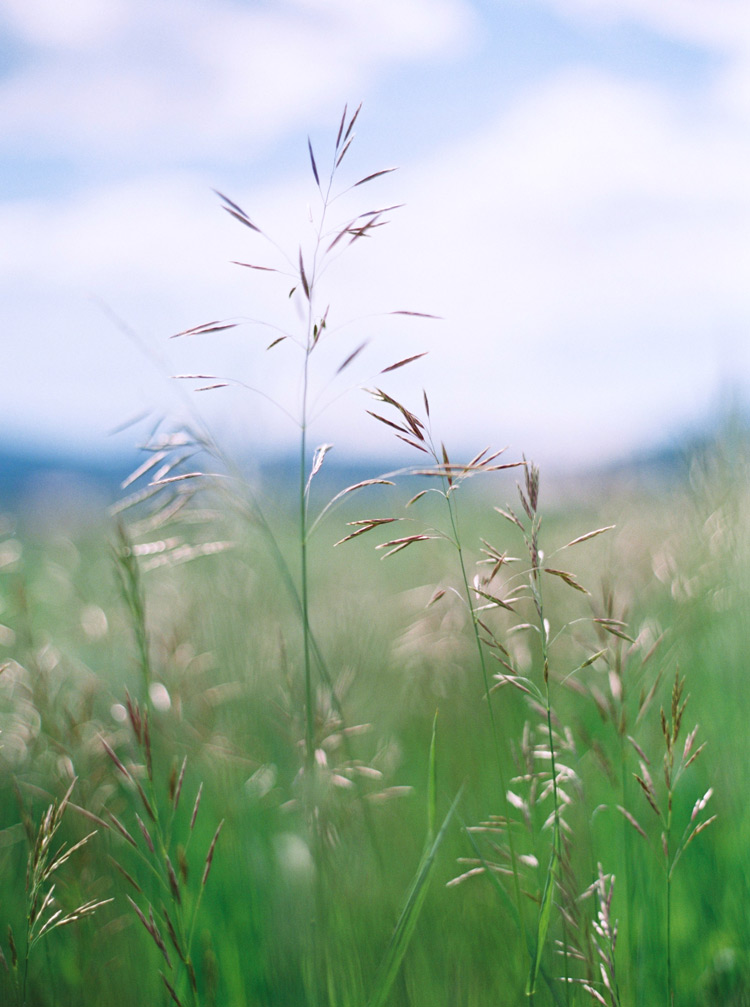 Close-ups of plants in Rocky, Colorado