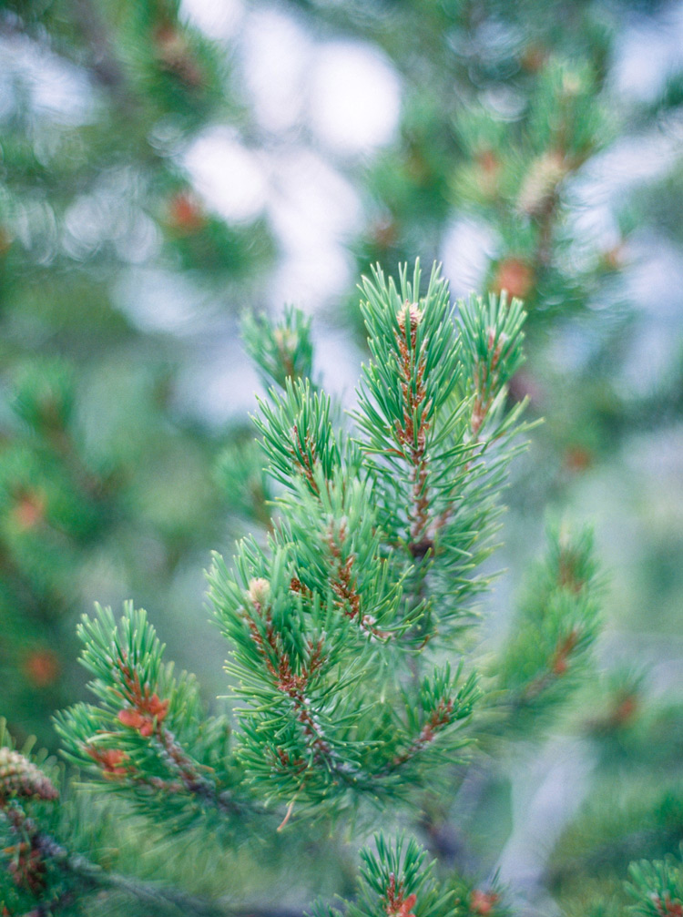 Vibrant pine tree couple photo shoot in Rocky, Colorado