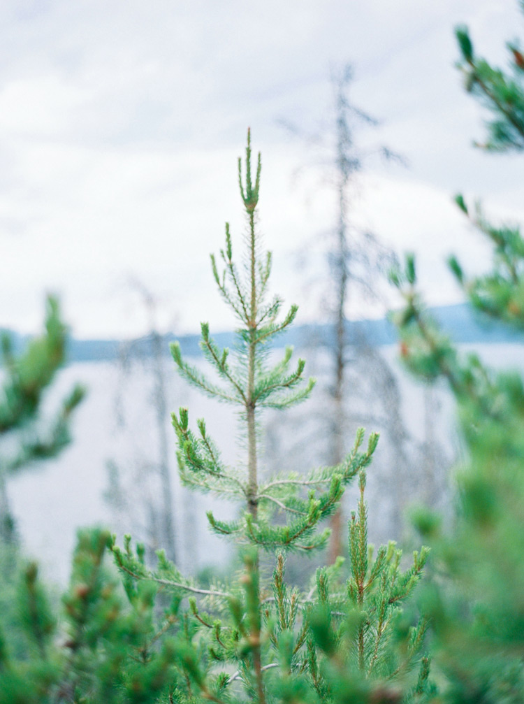 Exquisite close-up of pine tree in Colorado