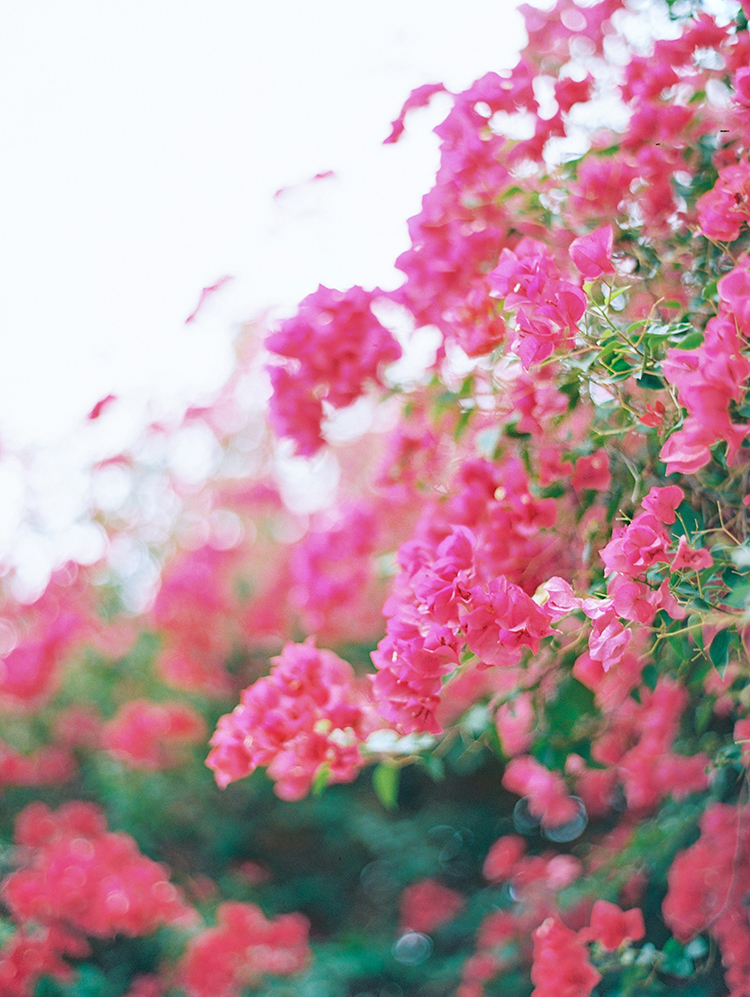 pink bougainvillea 
