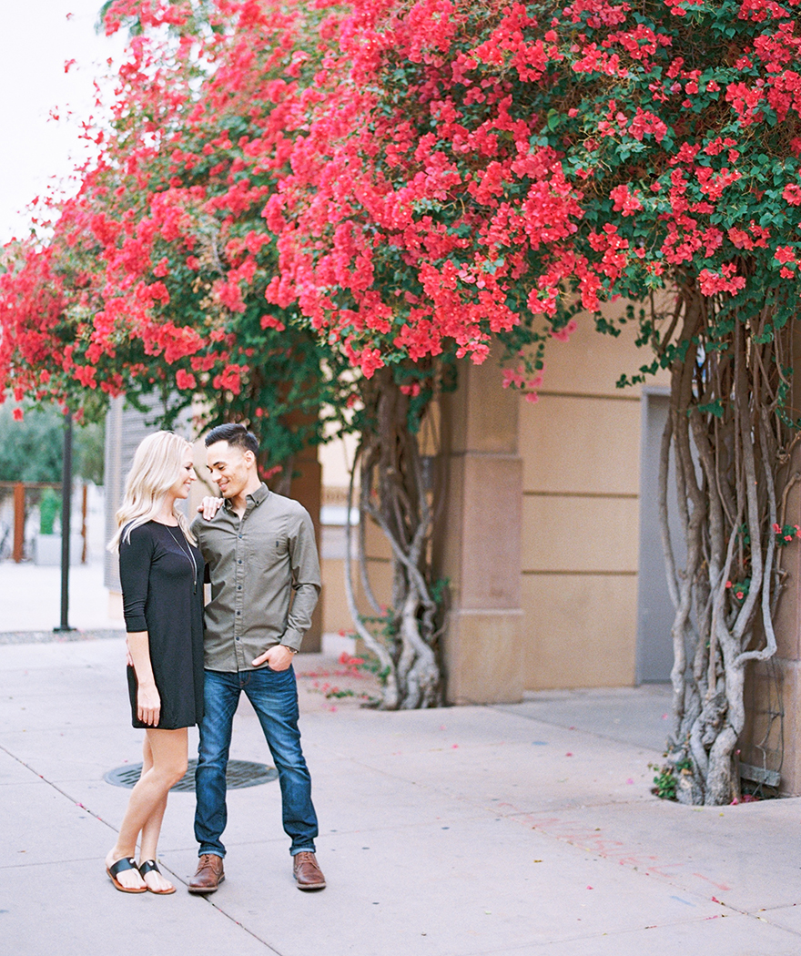 pink bougainvilleas