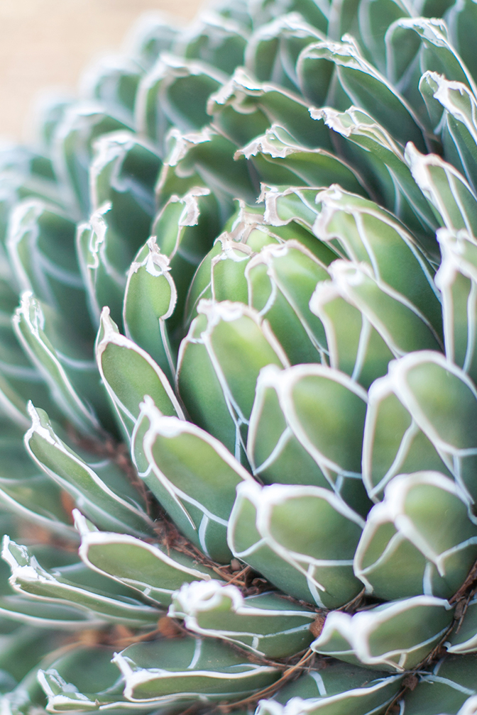 Cactus at the Desert Botanical Garden.