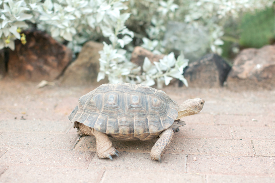 Tortoise strolling through the Desert Botanical Garden.