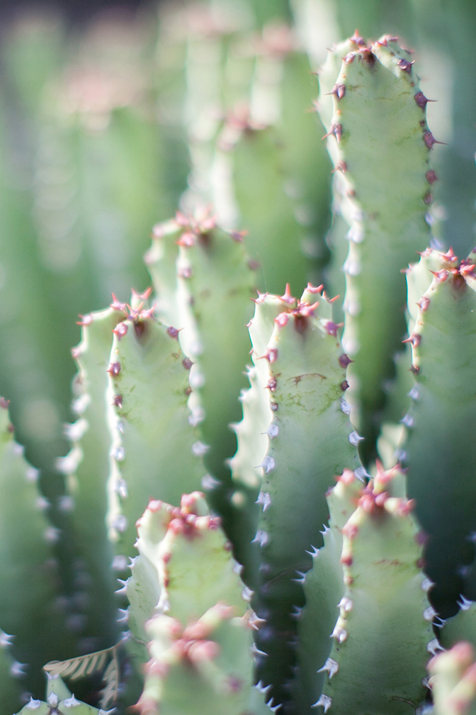 Cacti at the Desert Botanical Garden.