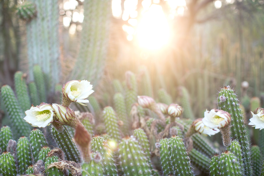 Flowering cacti at the Desert Botanical Garden.