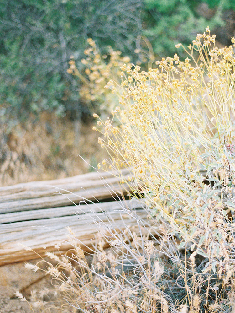 saguaro cactus skeleton