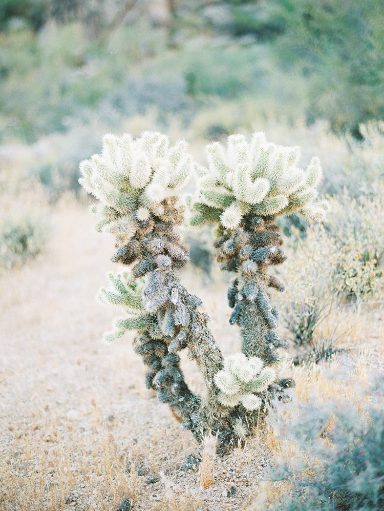 cholla cactus in Arizona desert