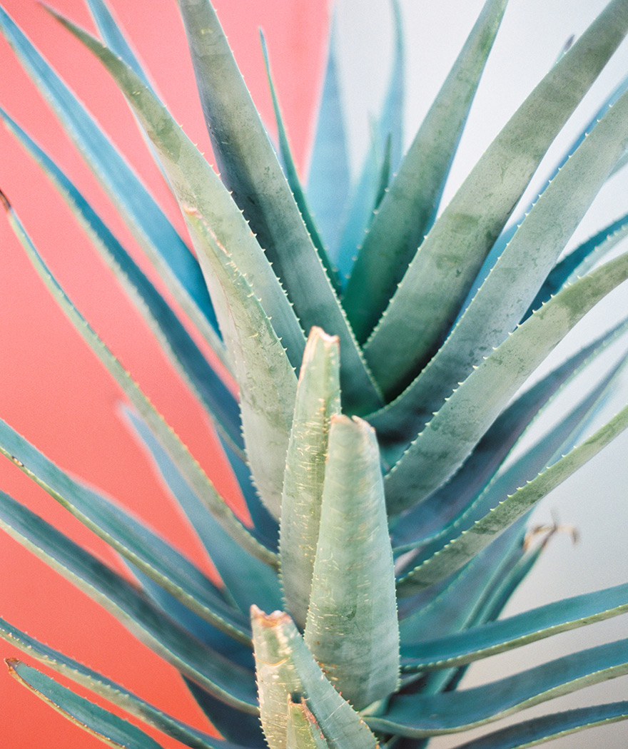 Outdoor cactus plant at Sanctuary on Camelback in Paradise Valley, AZ 