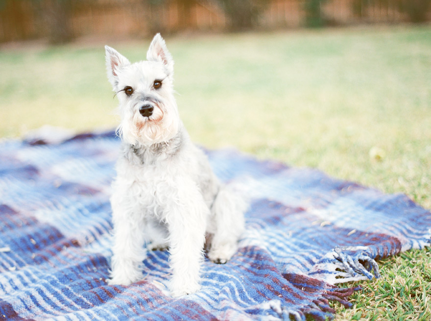 Sweet miniature schnauzer posed in backyard picnic.