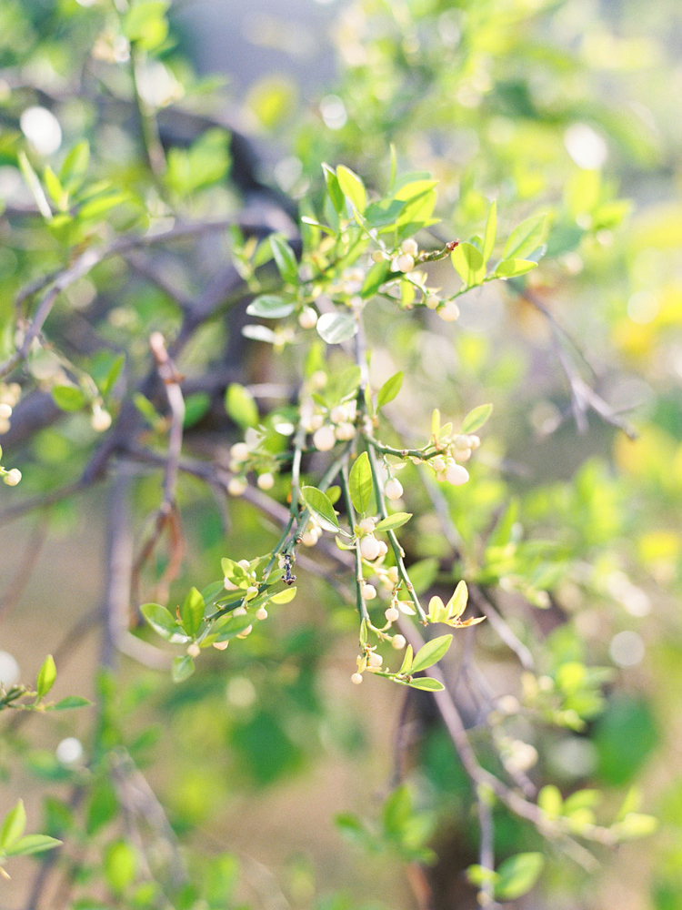 Green leaf branches.