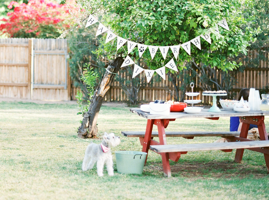Backyard with puppy's birthday arrangements and food.