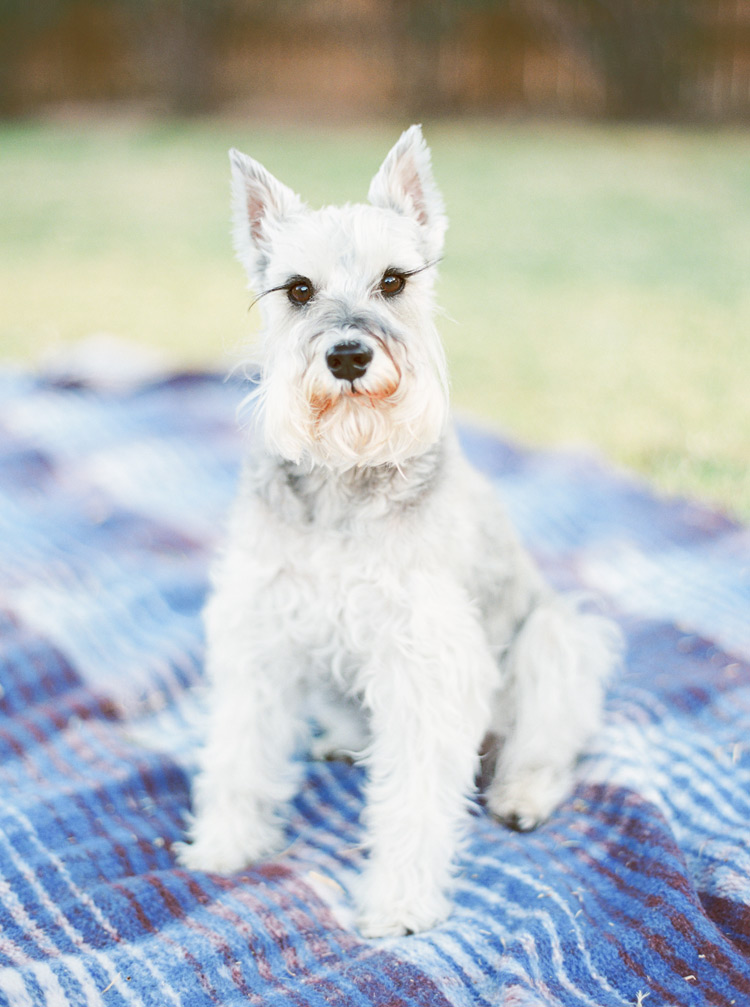 Sweet miniature schnauzer posed in backyard picnic.
