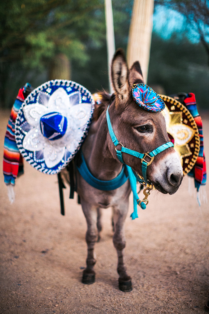 Burro wearing a sombrero serves drinks