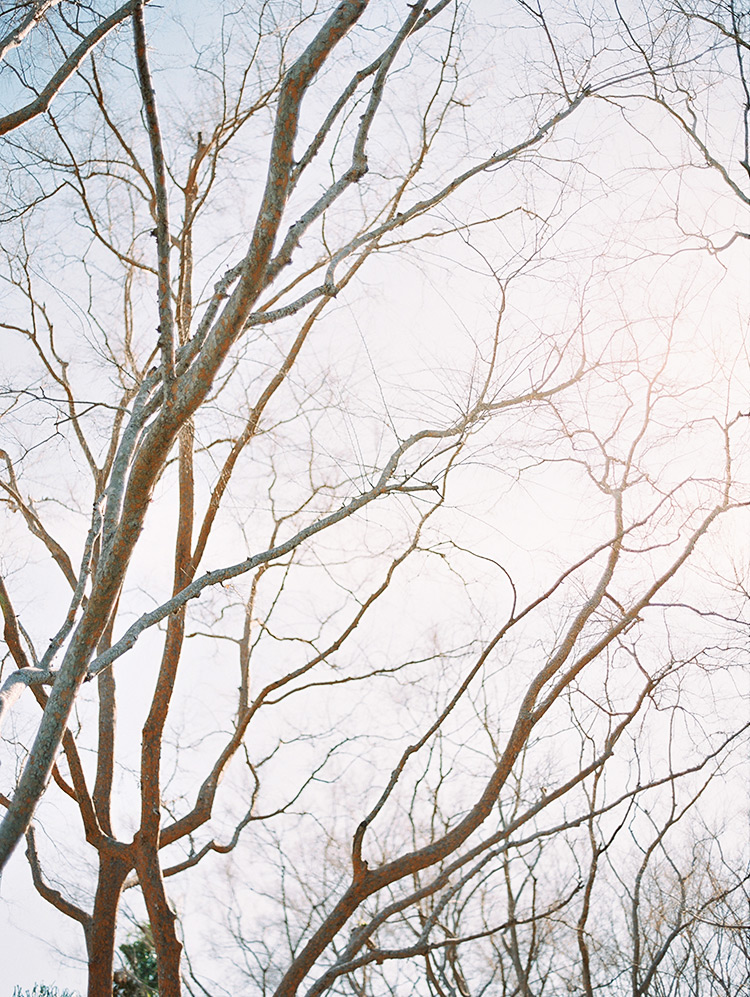 bare trees against the Arizona sky