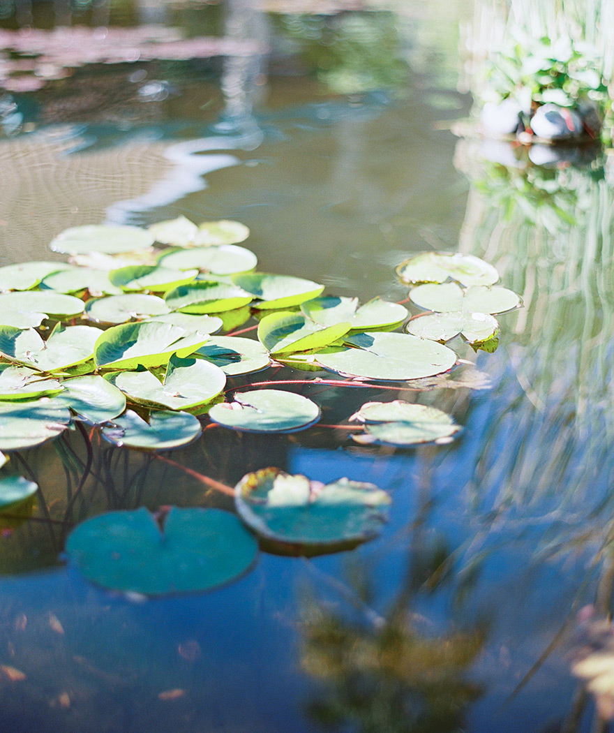 water lilies at the Hyatt Regency at Gainey Ranch Scottsdale