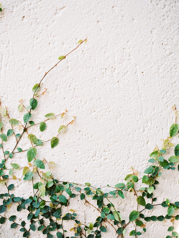 ivy growing on a pale wall