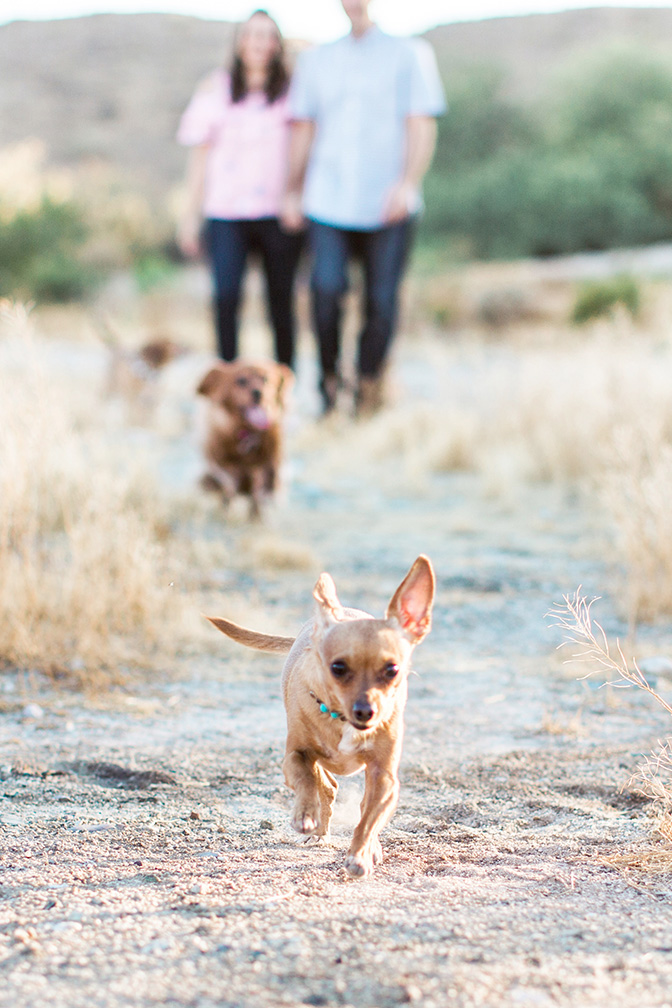 desert engagement shoot with dogs