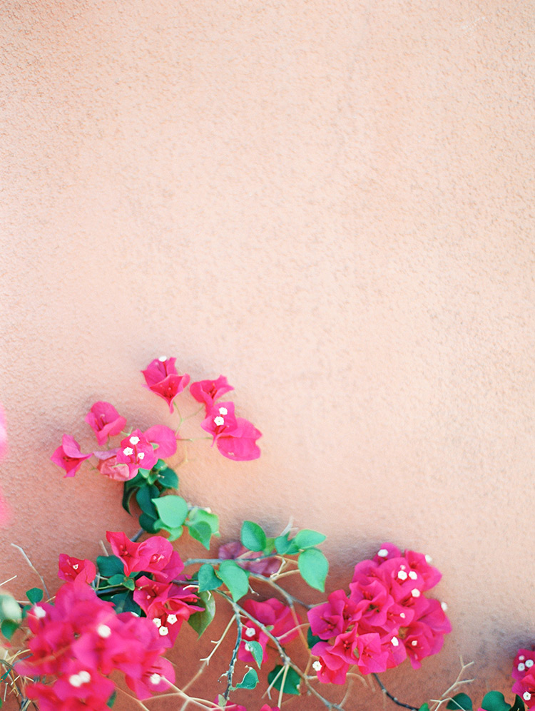 bougainvillea at Omni Scottsdale Resort at Montelucia