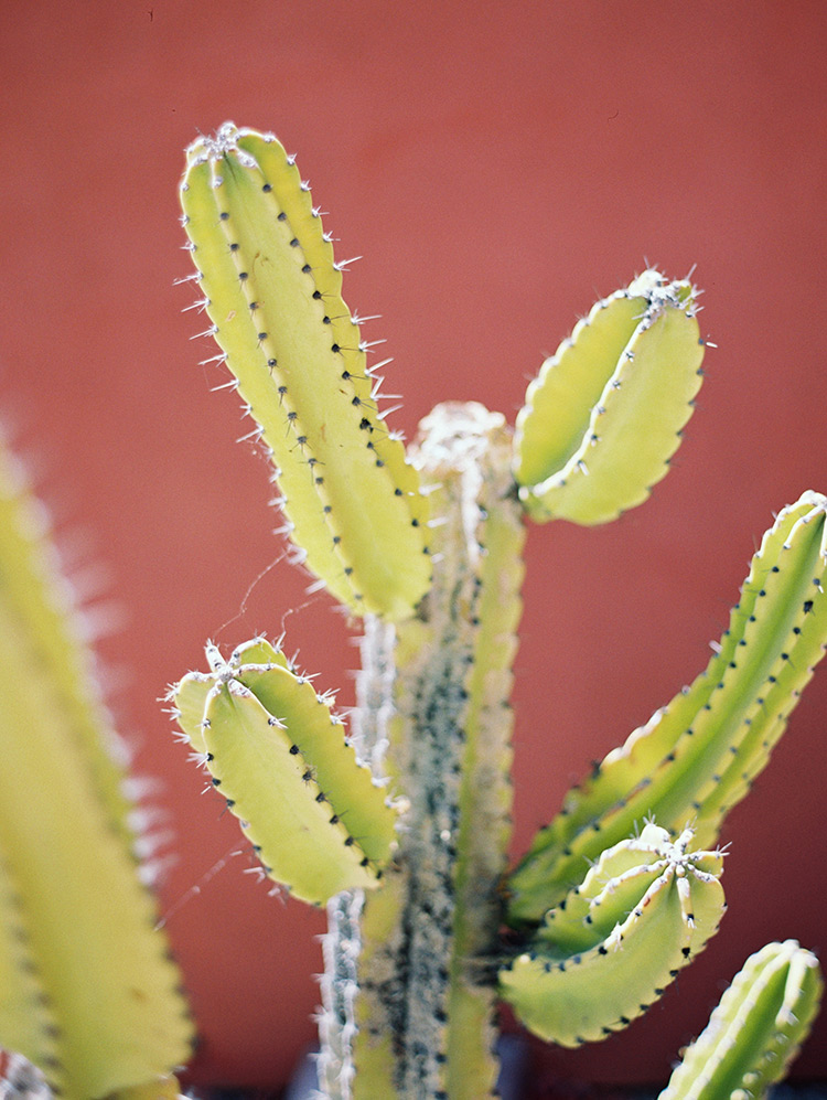 cactus in Phoenix, AZ