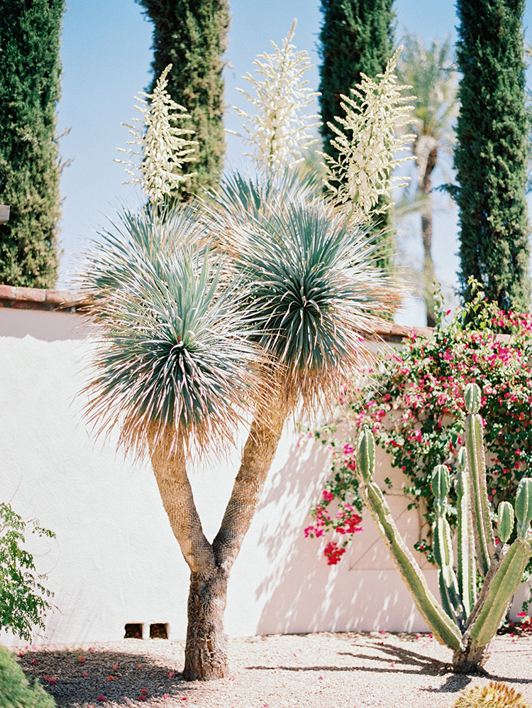 soaptree yucca at Omni Scottsdale Resort & Spa at Montelucia