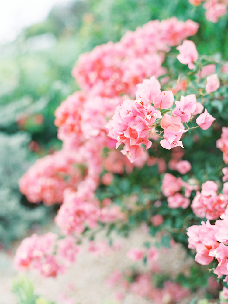 Light pink bougainvillea. Pretty Arizona flora. 