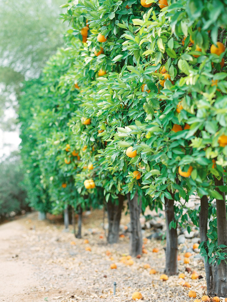 Orange grove in Paradise Valley, Arizona