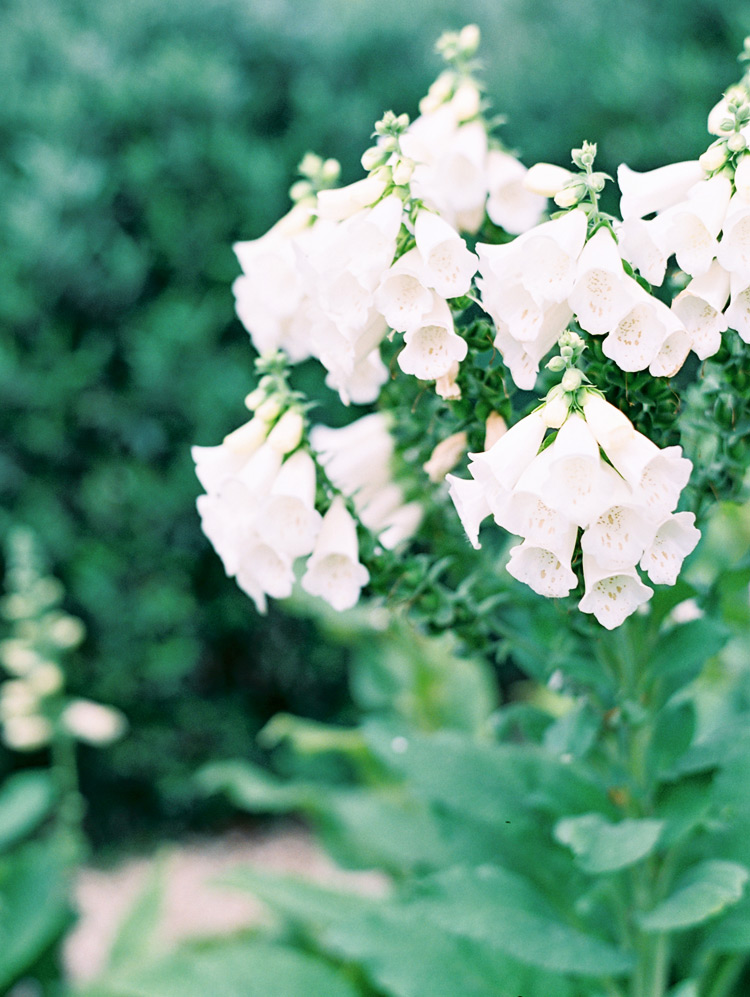 White foxglove in Arizona. 