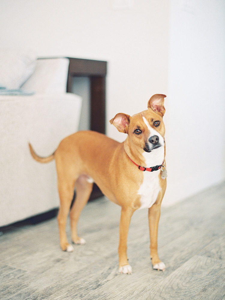 dog in an engagement photo shoot at home