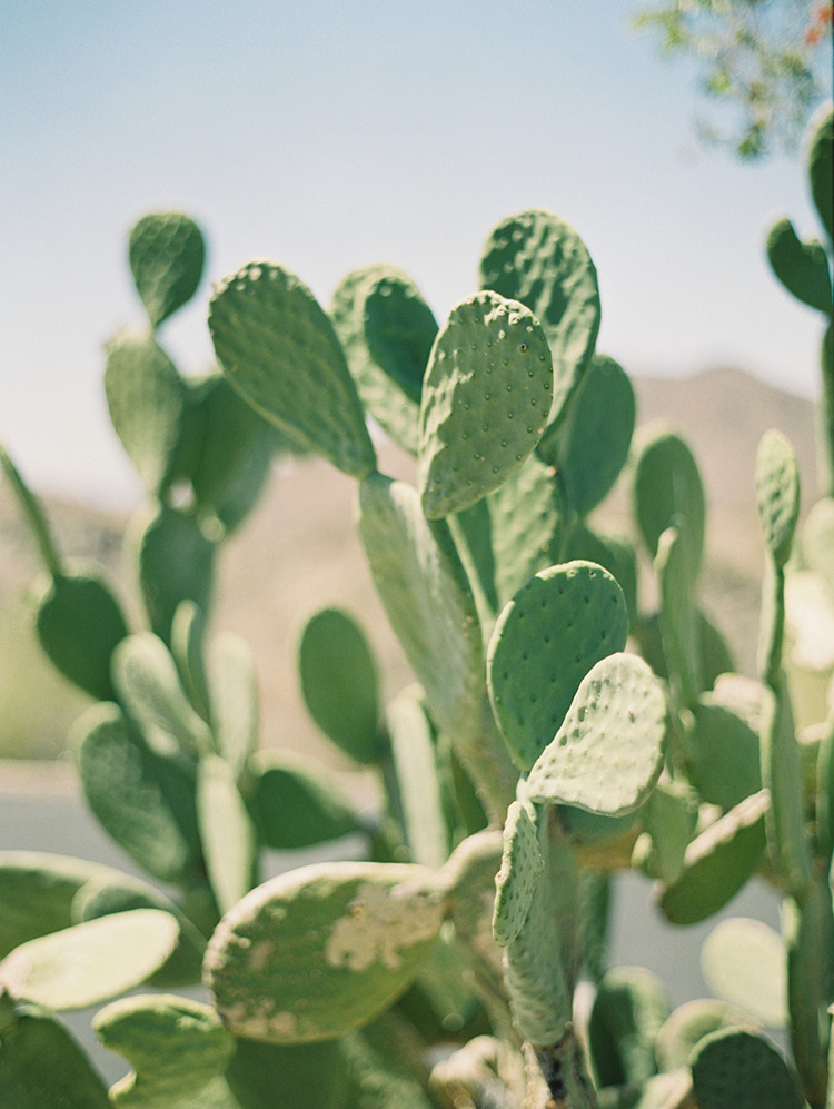 prickly pear cactus in Phoenix