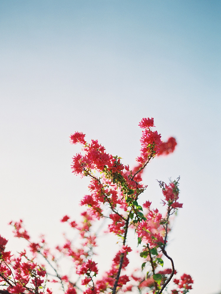 vibrant desert flowers