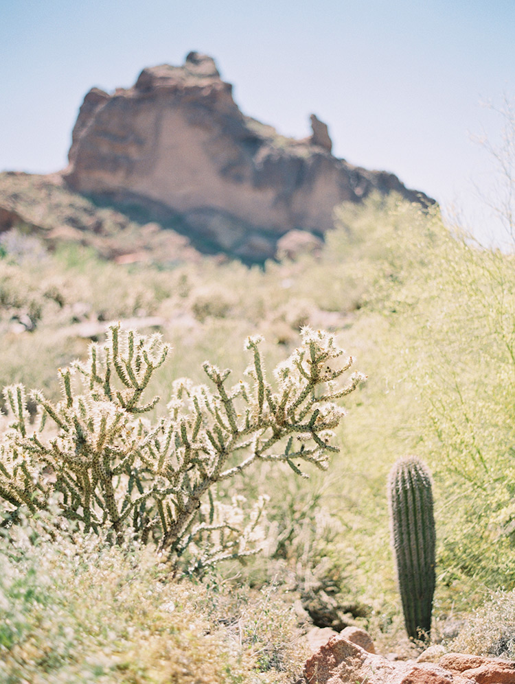 desert cacti in Phoenix, AZ
