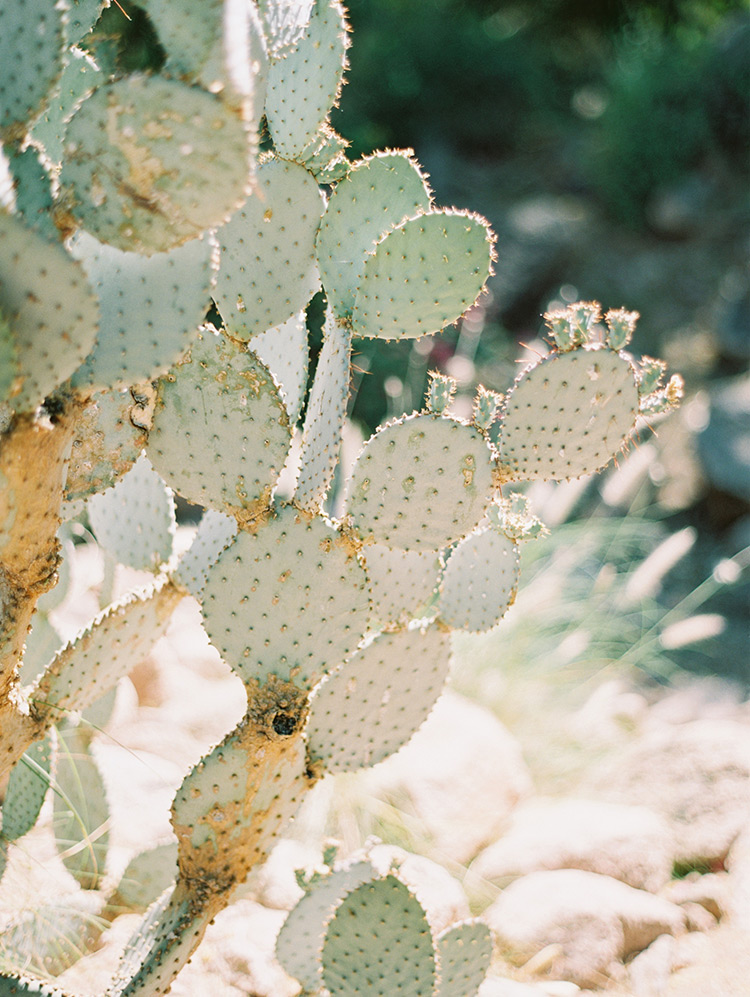 desert cactus at Sanctuary on Camelback 