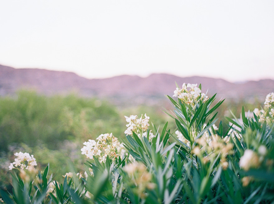 desert flora in Phoenix, AZ