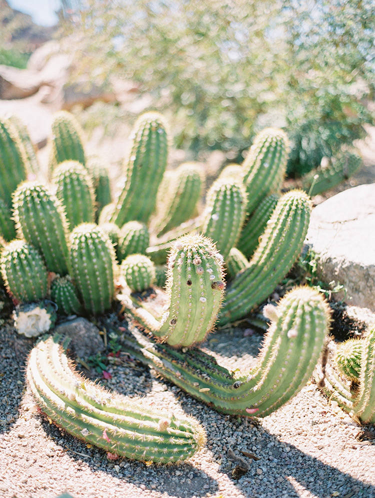 desert cactus in Phoenix, AZ