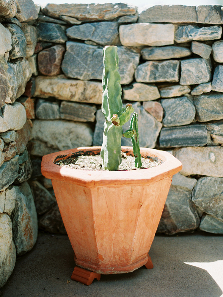 potted cactus at DC Ranch