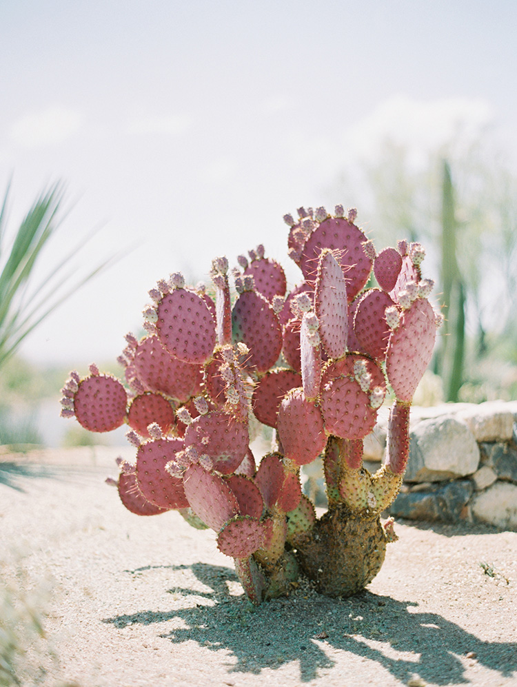 red prickly pear cactus