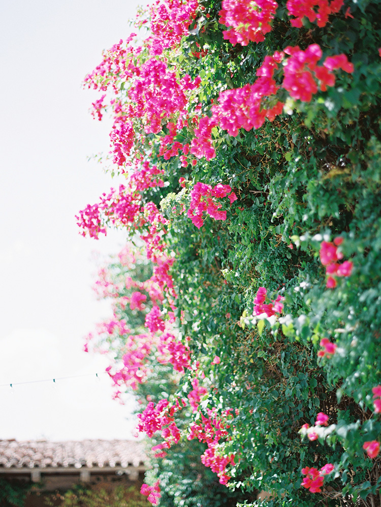 bougainvillea at DC Ranch Country Club 