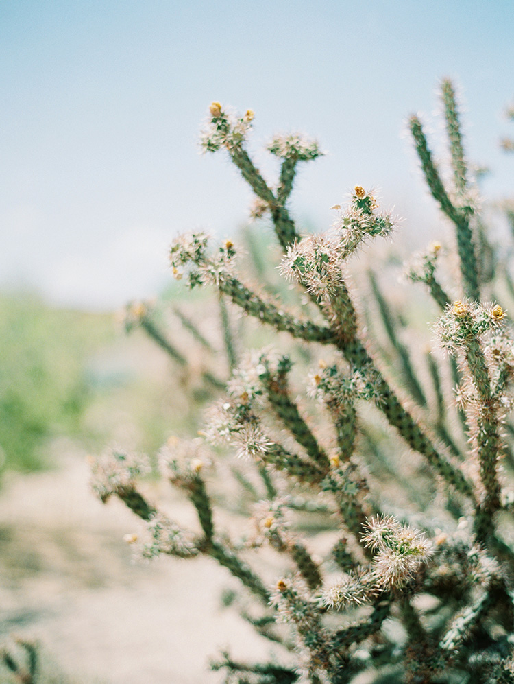 cholla cactus in Phoenix