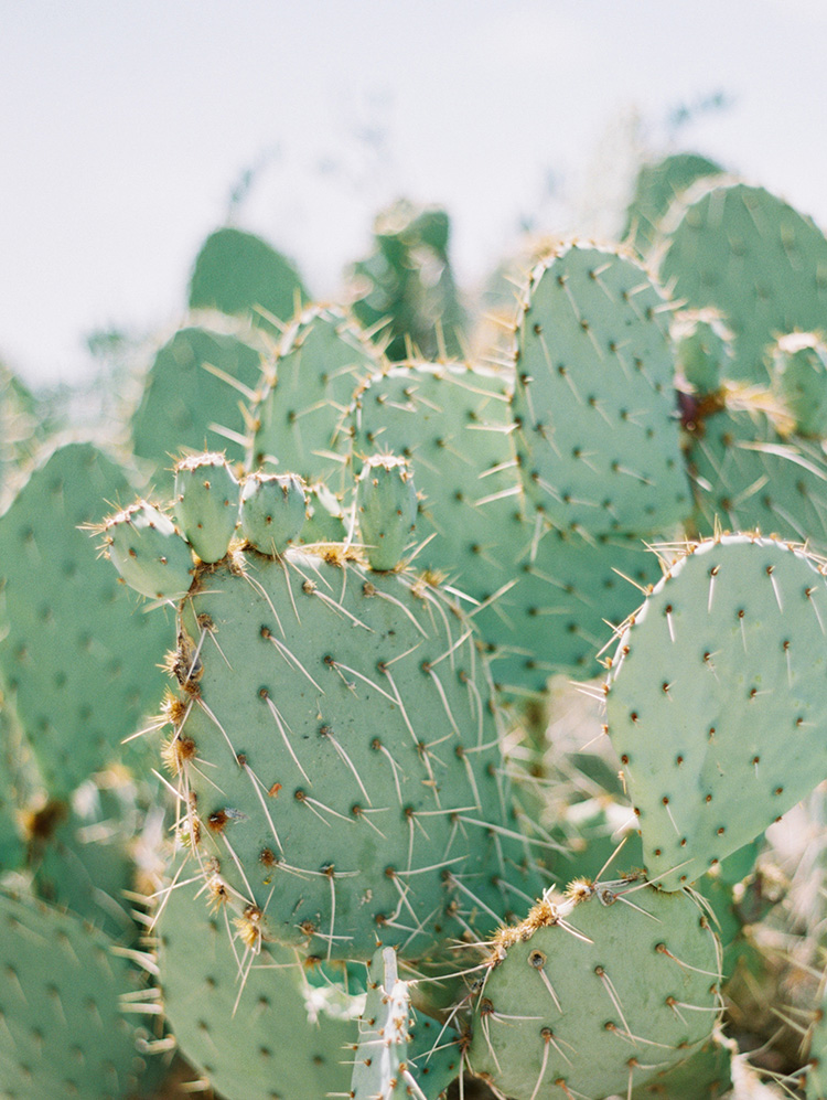 prickly pear cactus in Phoenix, AZ