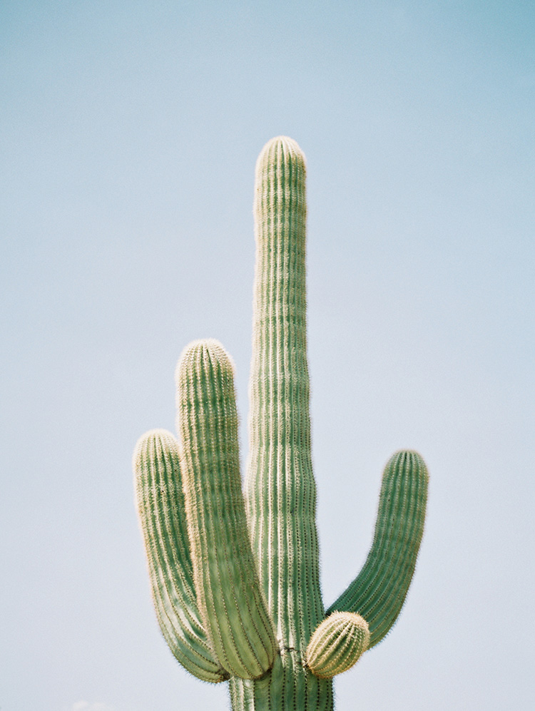 saguaro cactus in Phoenix, AZ
