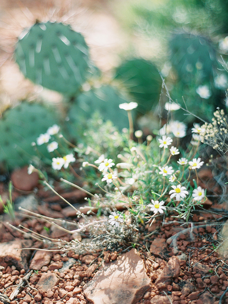 wildflowers and cactus