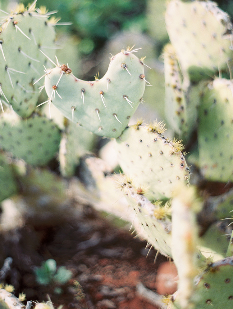 heart-shaped prickly pear cactus