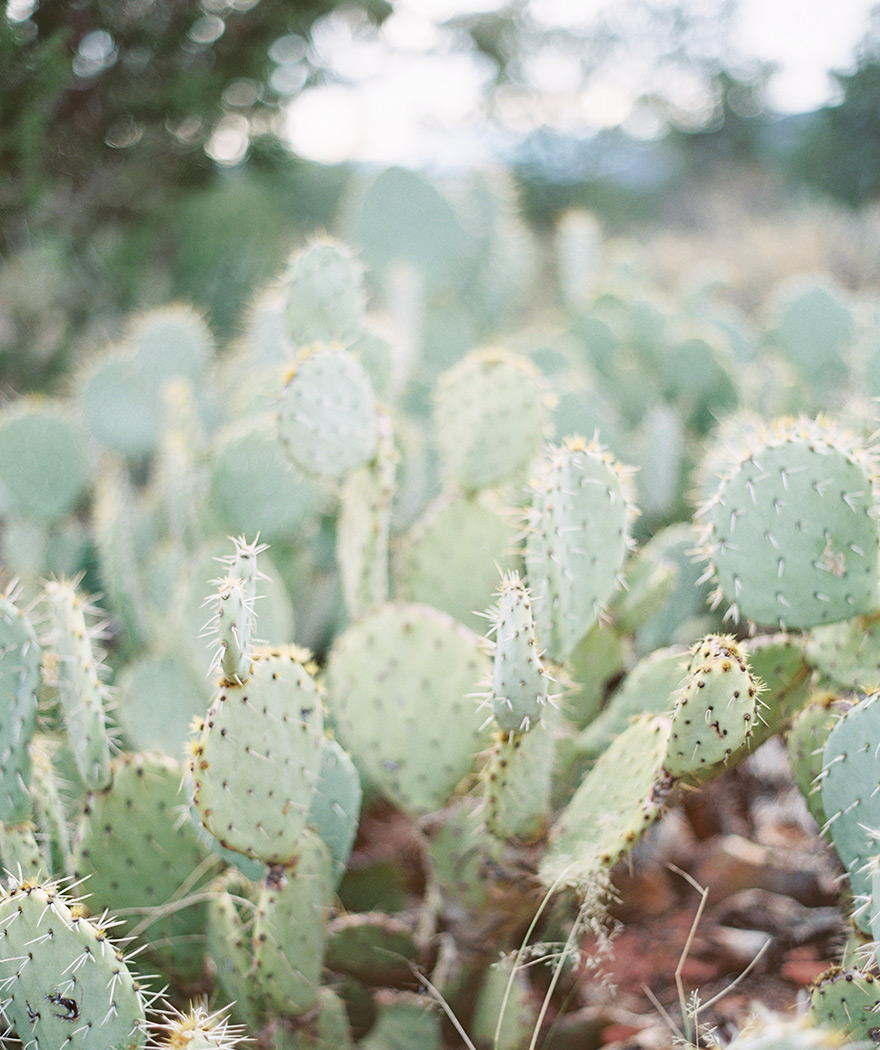prickly pear cactus sedona