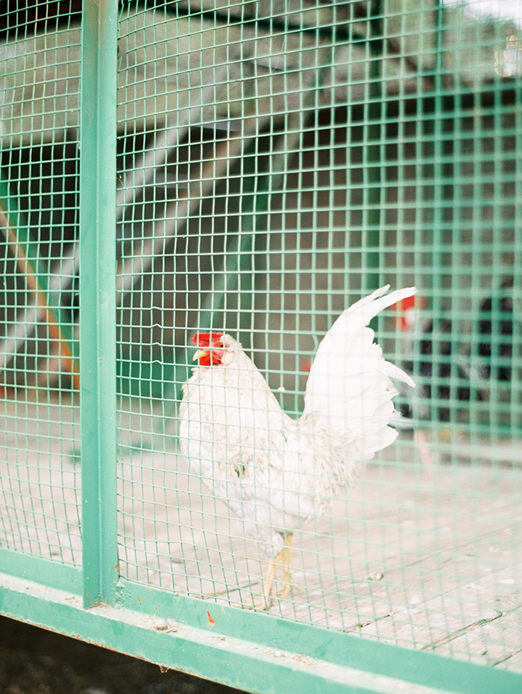 chickens at Windmill Winery