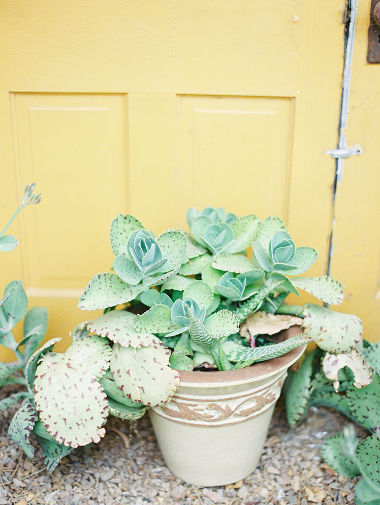 cool potted cactus
