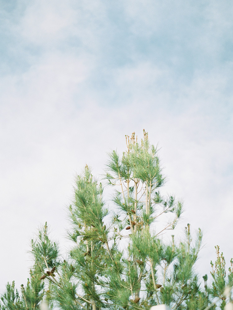 pine trees in Arizona
