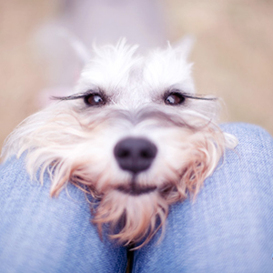 Dixie's Birthday Party