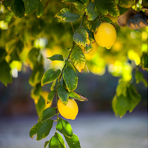 If life gives you a lemon...